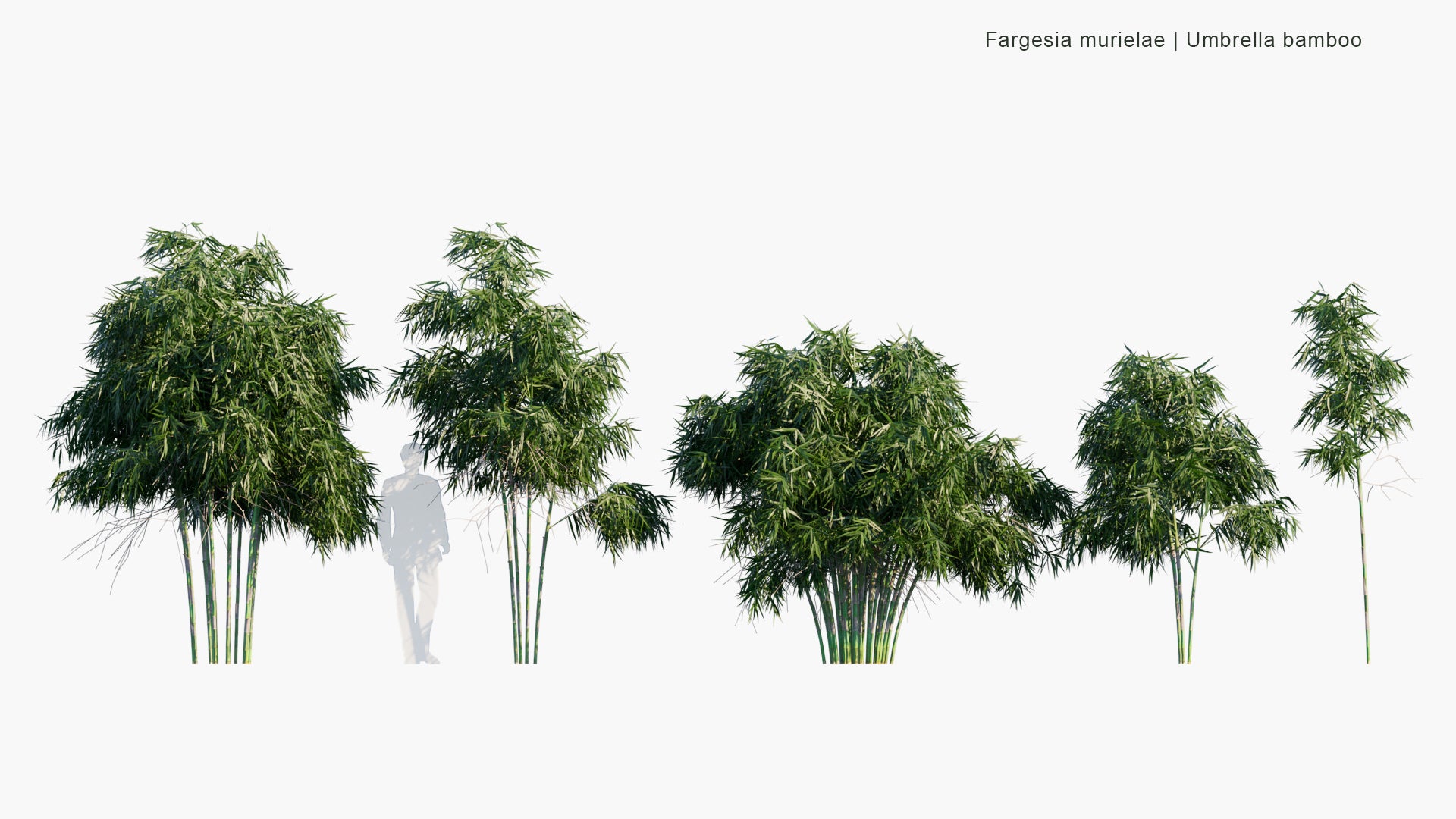 Low Poly Fargesia Muriela - Umbrella Bamboo (3D Model)