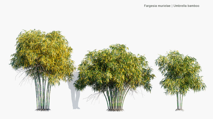 High Poly | Fargesia Muriela (Umbrella Bamboo) 3D Model - GlobePlants