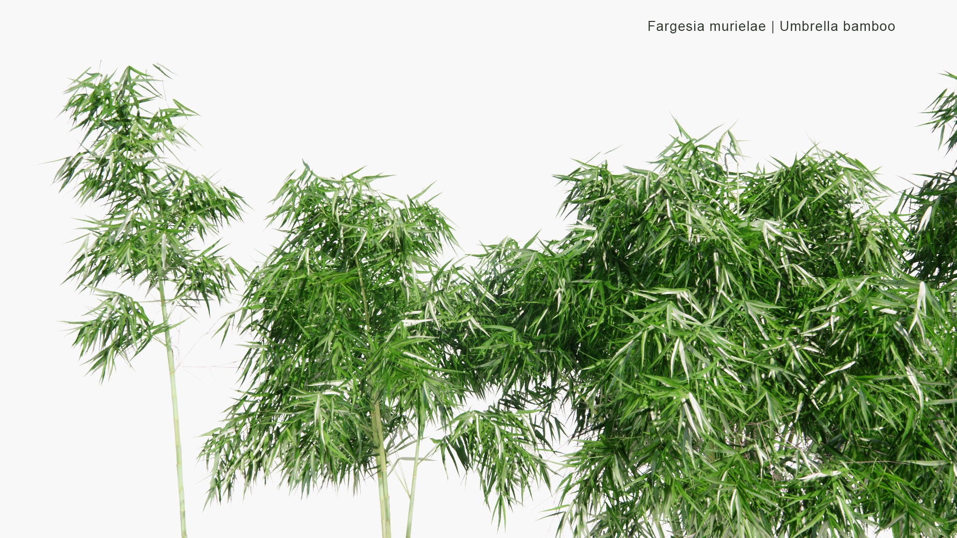 Low Poly Fargesia Muriela - Umbrella Bamboo (3D Model)