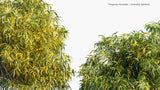 Load image into Gallery viewer, Fargesia Muriela - Umbrella Bamboo