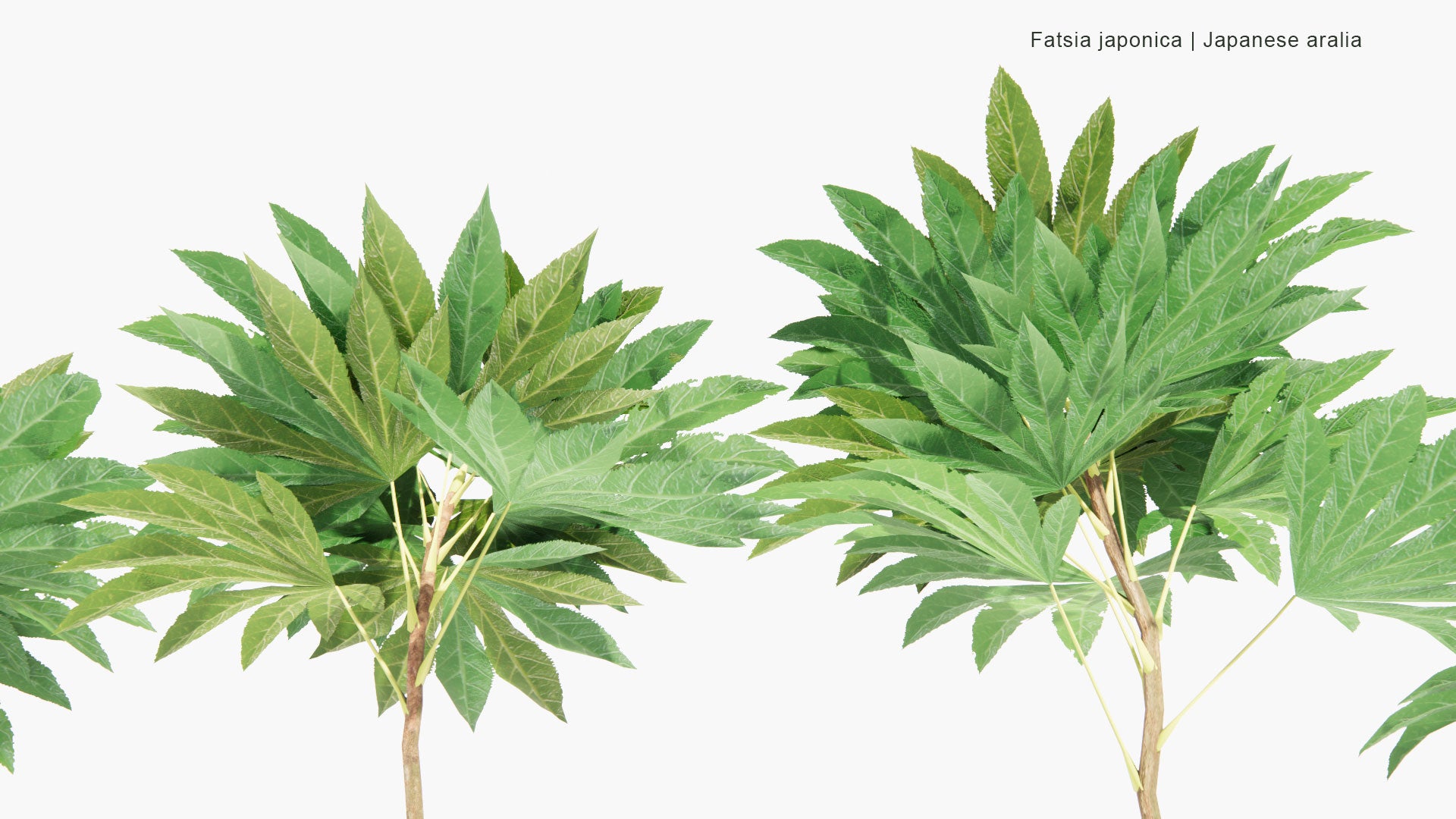Low Poly Fatsia Japonica - Glossy-Leaf Paper Plant, Fatsi, Paperplant, False Castor Oil Plant, Japanese Aralia (3D Model)