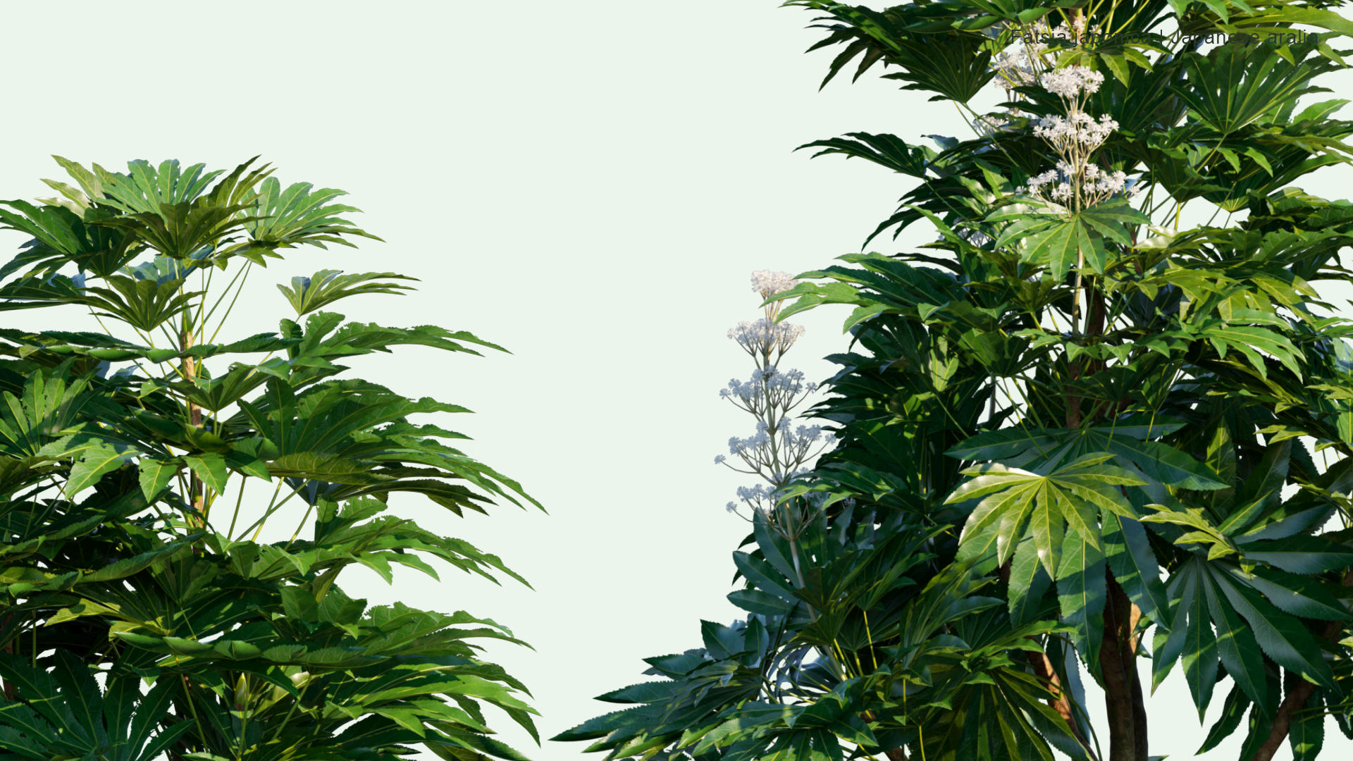 2D Fatsia Japonica - Glossy-Leaf Paper Plant, Fatsi, Paperplant, False Castor Oil Plant, Japanese Aralia