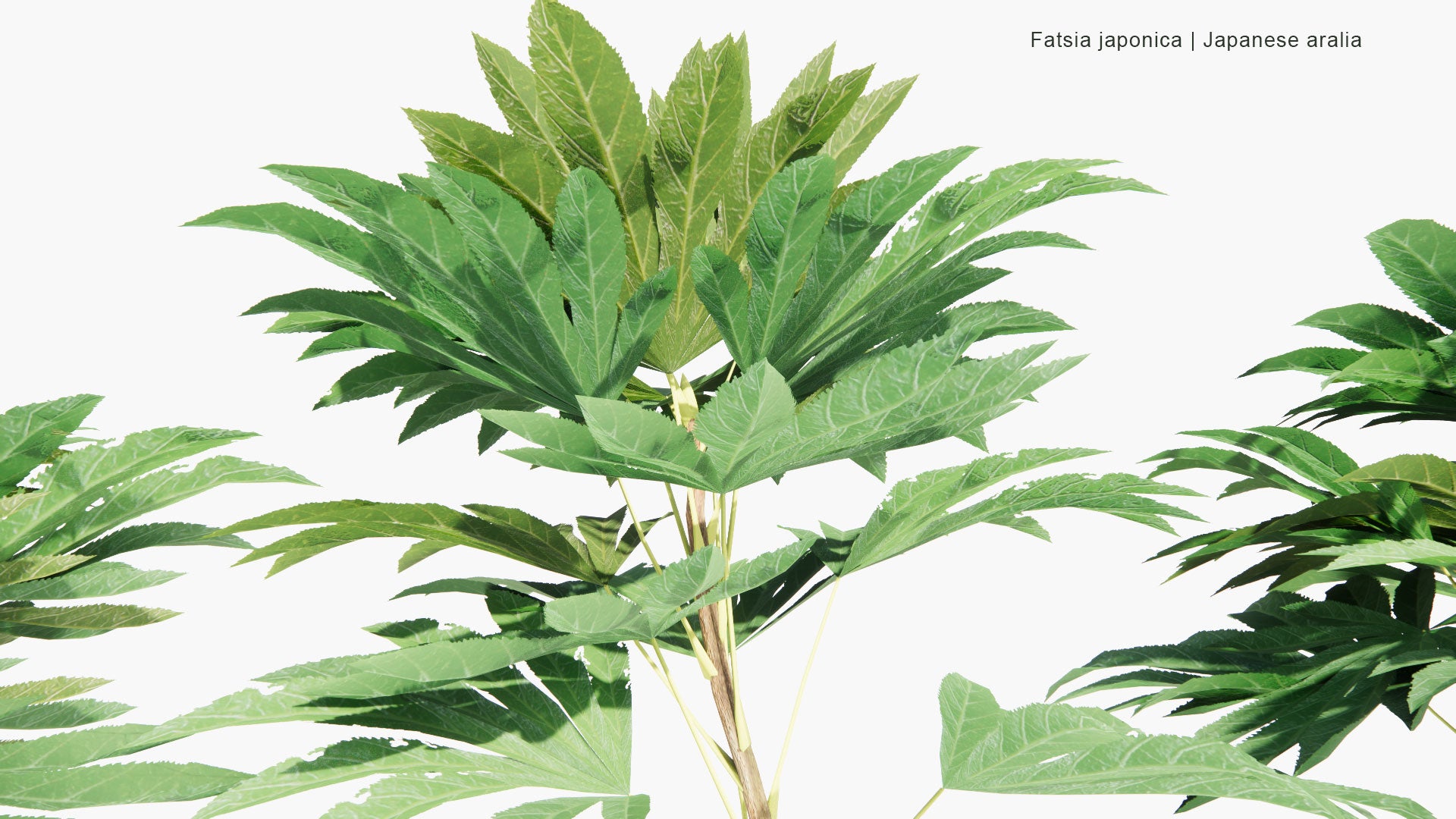 Low Poly Fatsia Japonica - Glossy-Leaf Paper Plant, Fatsi, Paperplant, False Castor Oil Plant, Japanese Aralia (3D Model)