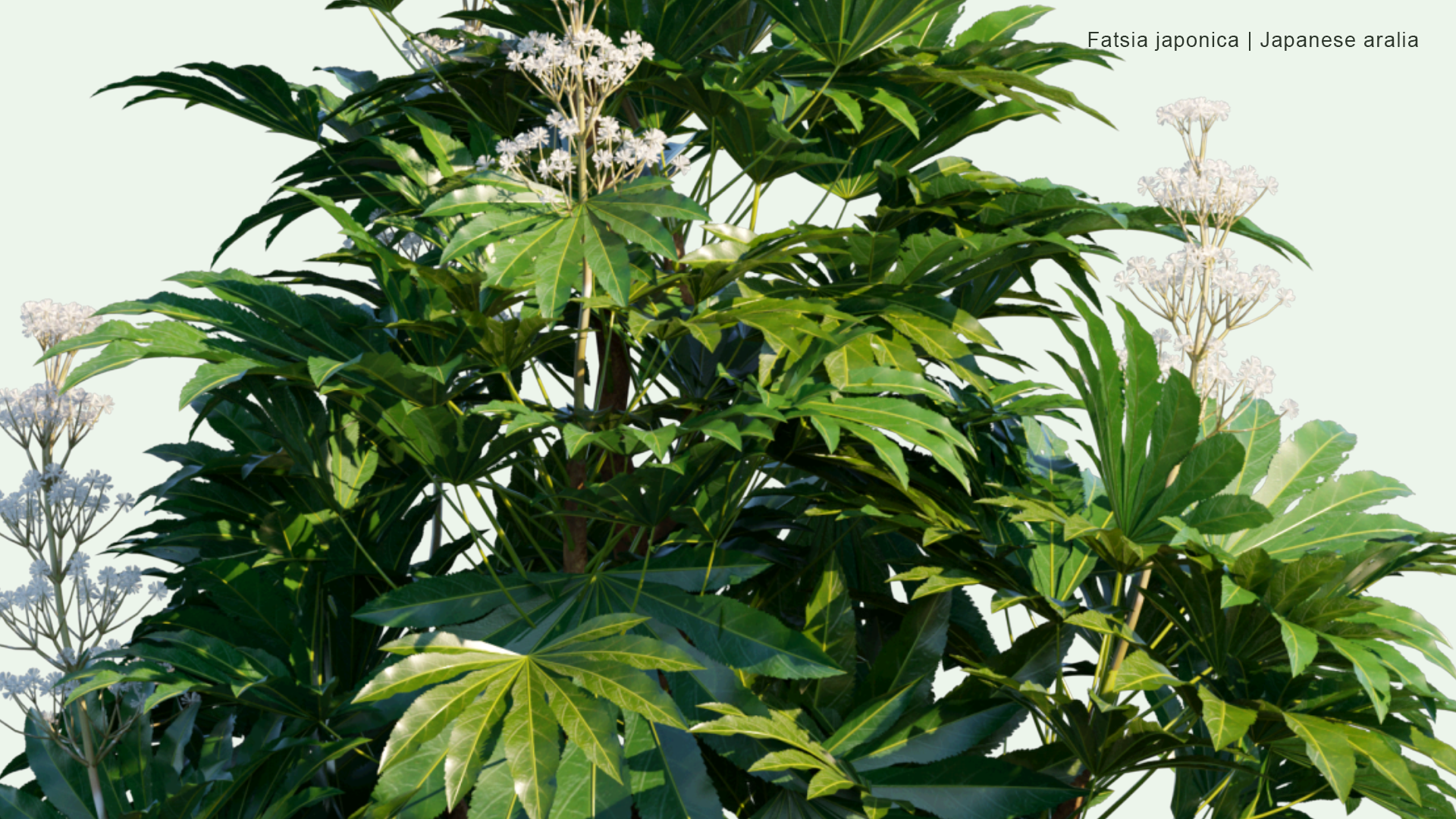 2D Fatsia Japonica - Glossy-Leaf Paper Plant, Fatsi, Paperplant, False Castor Oil Plant, Japanese Aralia