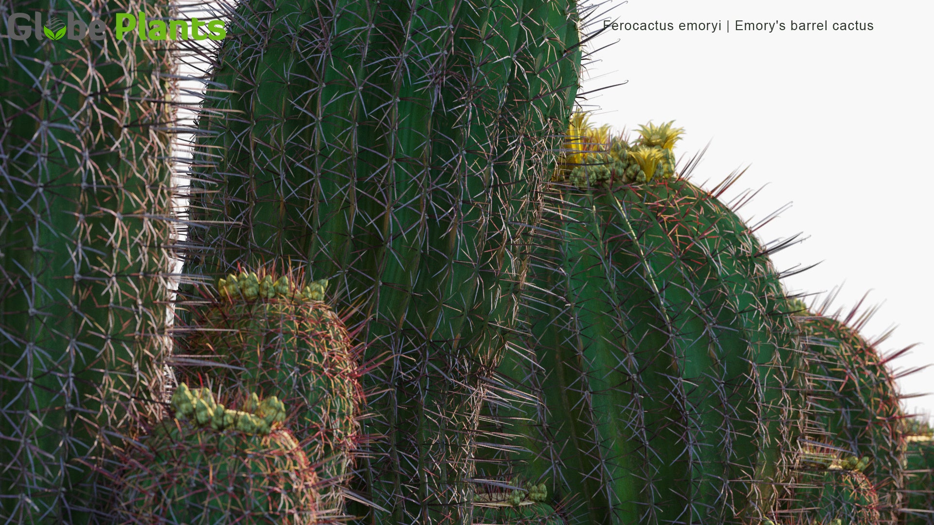 Low Poly Ferocactus Emoryi - Emory's Barrel Cactus, Coville's Barrel Cactus, Traveler's Friend (3D Model)