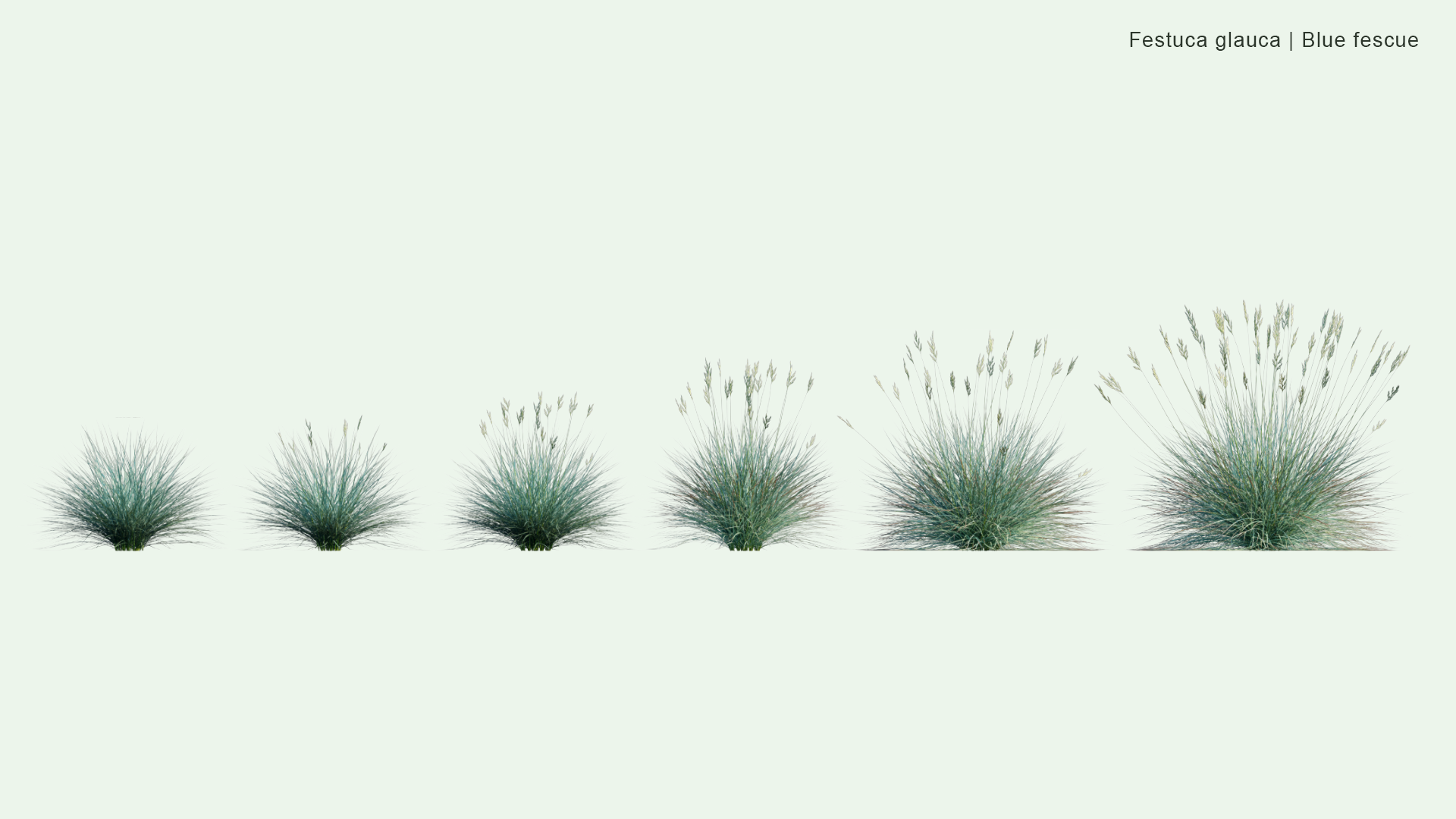 2D Festuca Glauca - Blue Fescue