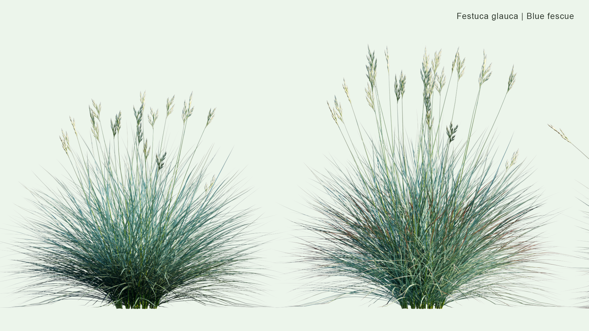 2D Festuca Glauca - Blue Fescue