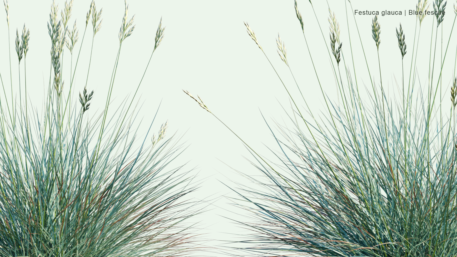 2D Festuca Glauca - Blue Fescue