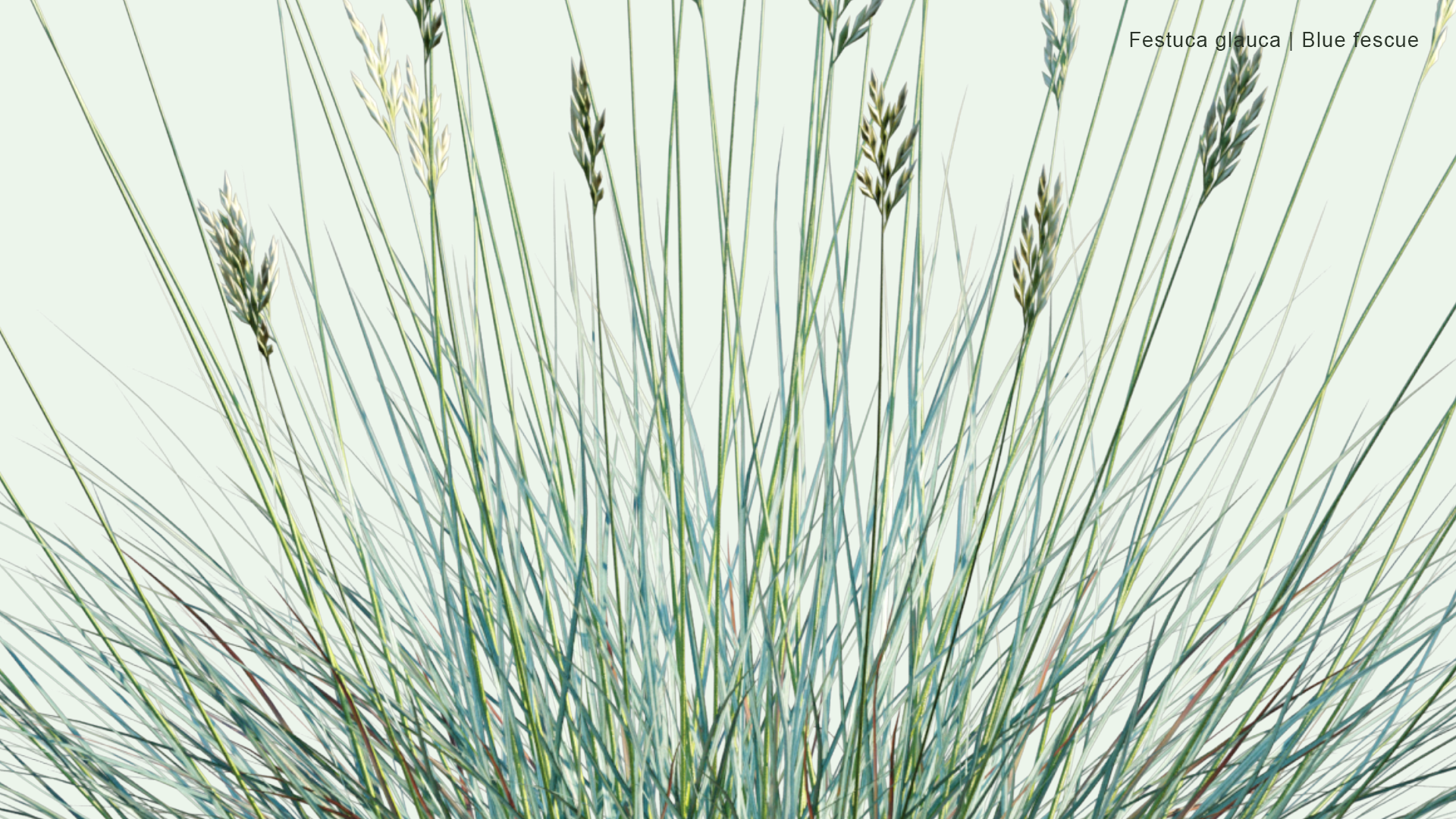 2D Festuca Glauca - Blue Fescue