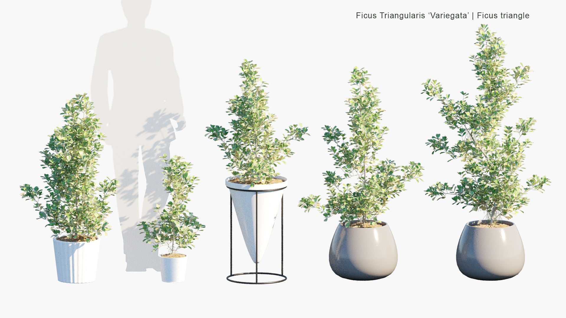 Low Poly Ficus Triangularis 'Variegata' - Ficus Triangle (3D Model)