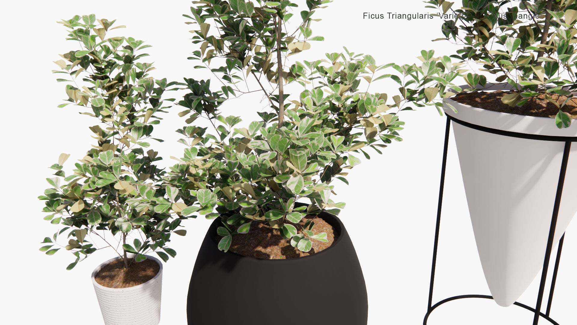 Low Poly Ficus Triangularis 'Variegata' - Ficus Triangle (3D Model)