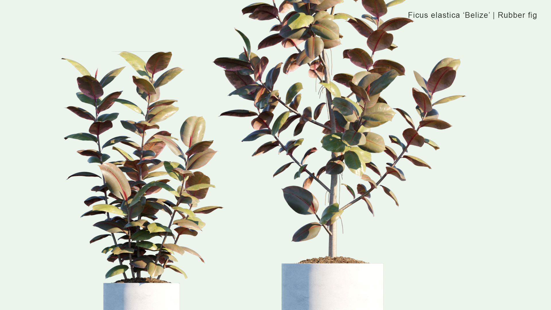 2D Ficus Elastica 'Belize' - Rubber Fig