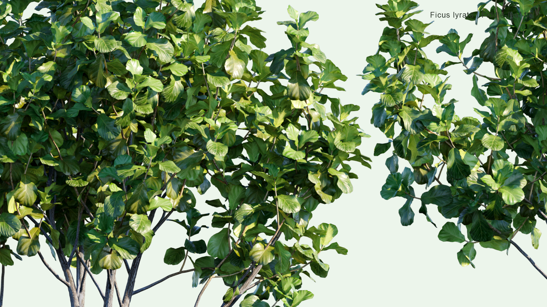 2D Ficus Lyrata - Fiddle-Leaf Fig
