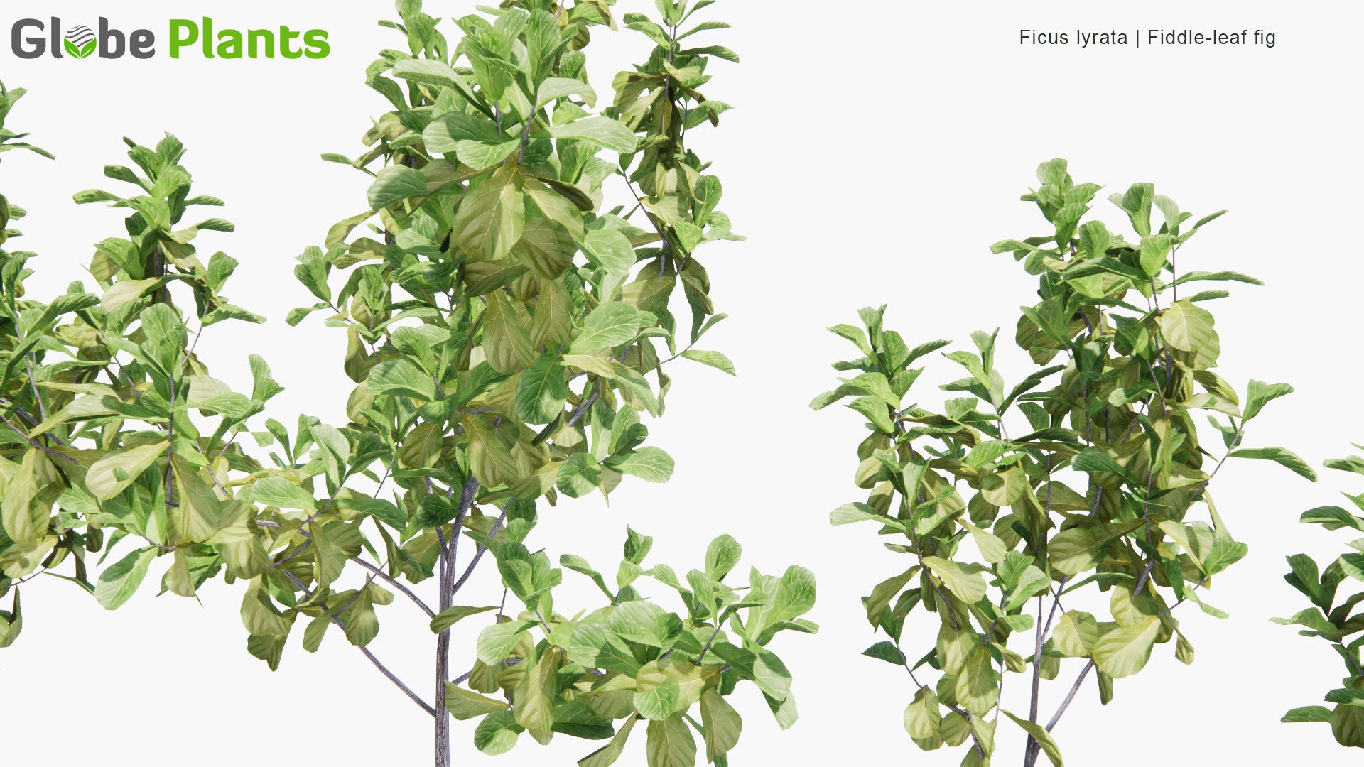 Low Poly Ficus Lyrata - Fiddle-Leaf Fig (3D Model)