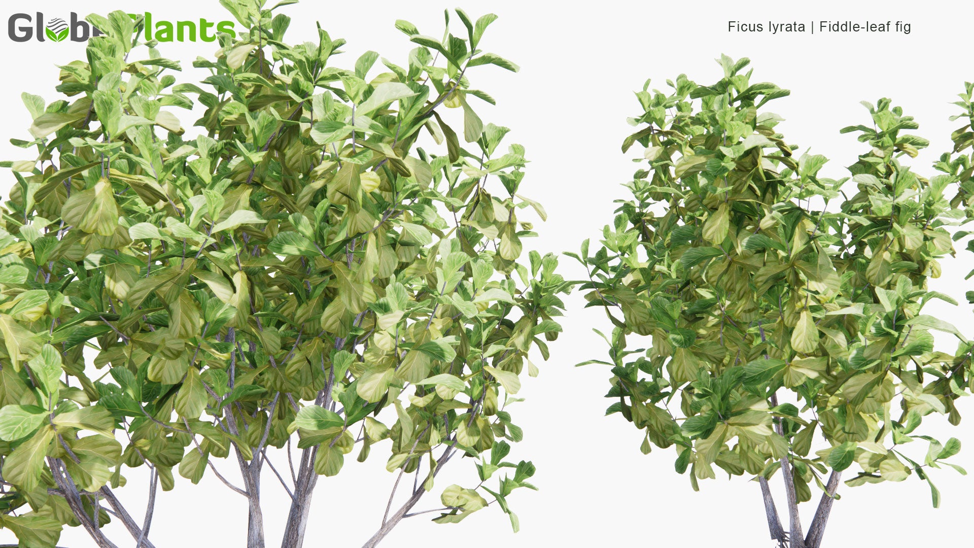 Low Poly Ficus Lyrata - Fiddle-Leaf Fig (3D Model)