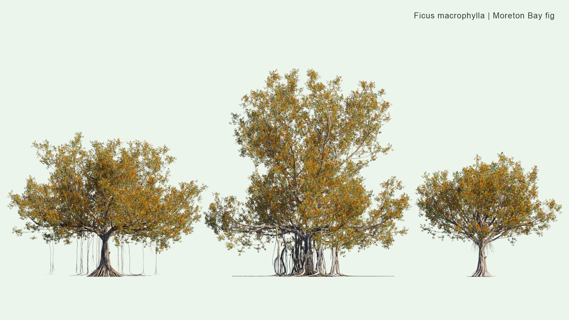 2D Ficus Macrophylla - Moreton Bay Fig