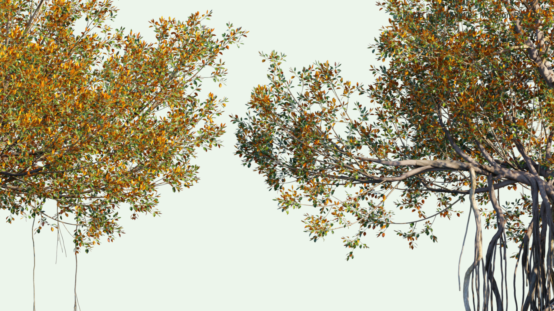 2D Ficus Macrophylla - Moreton Bay Fig