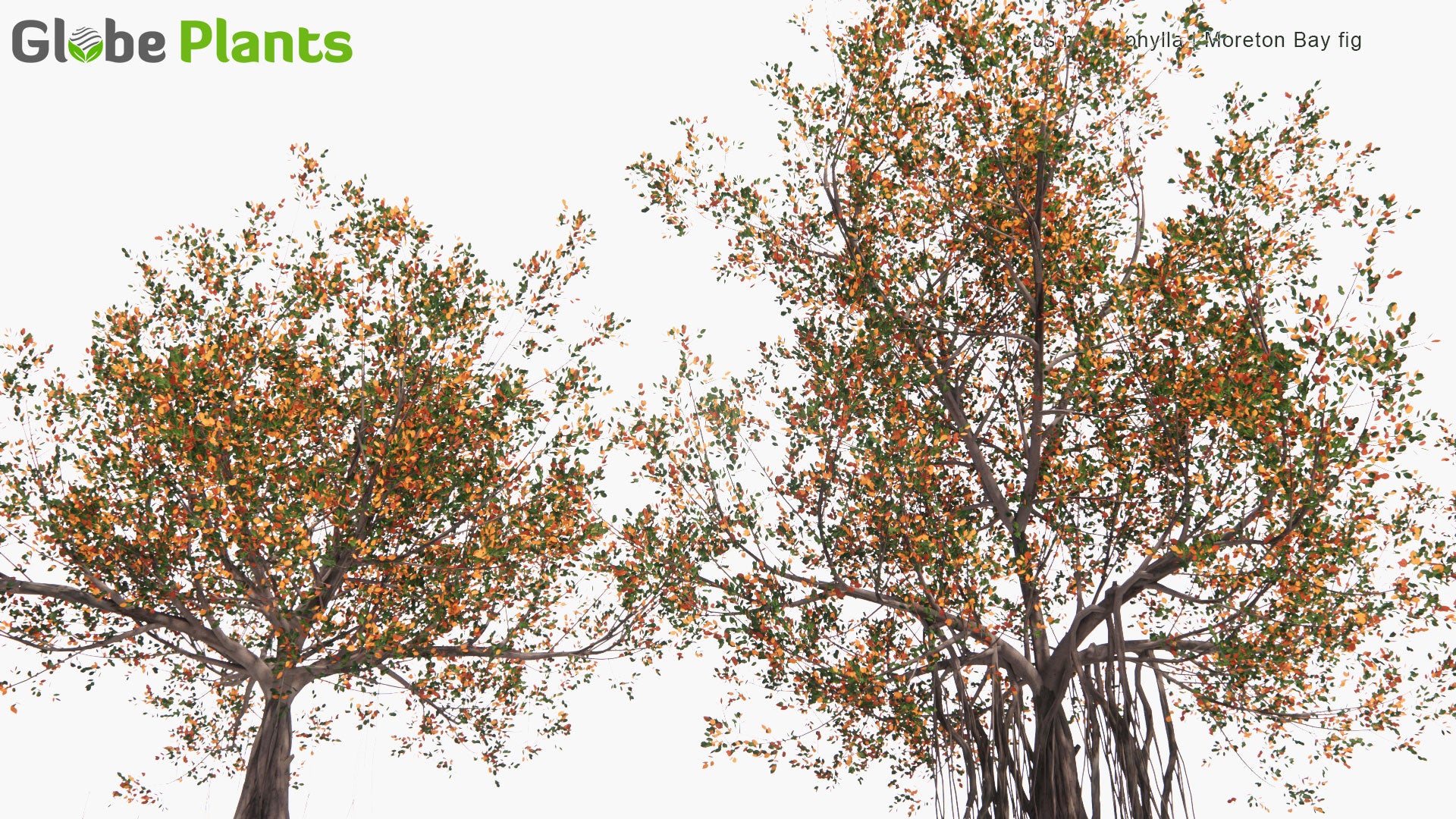 Low Poly Ficus Macrophylla - Moreton Bay Fig (3D Model)
