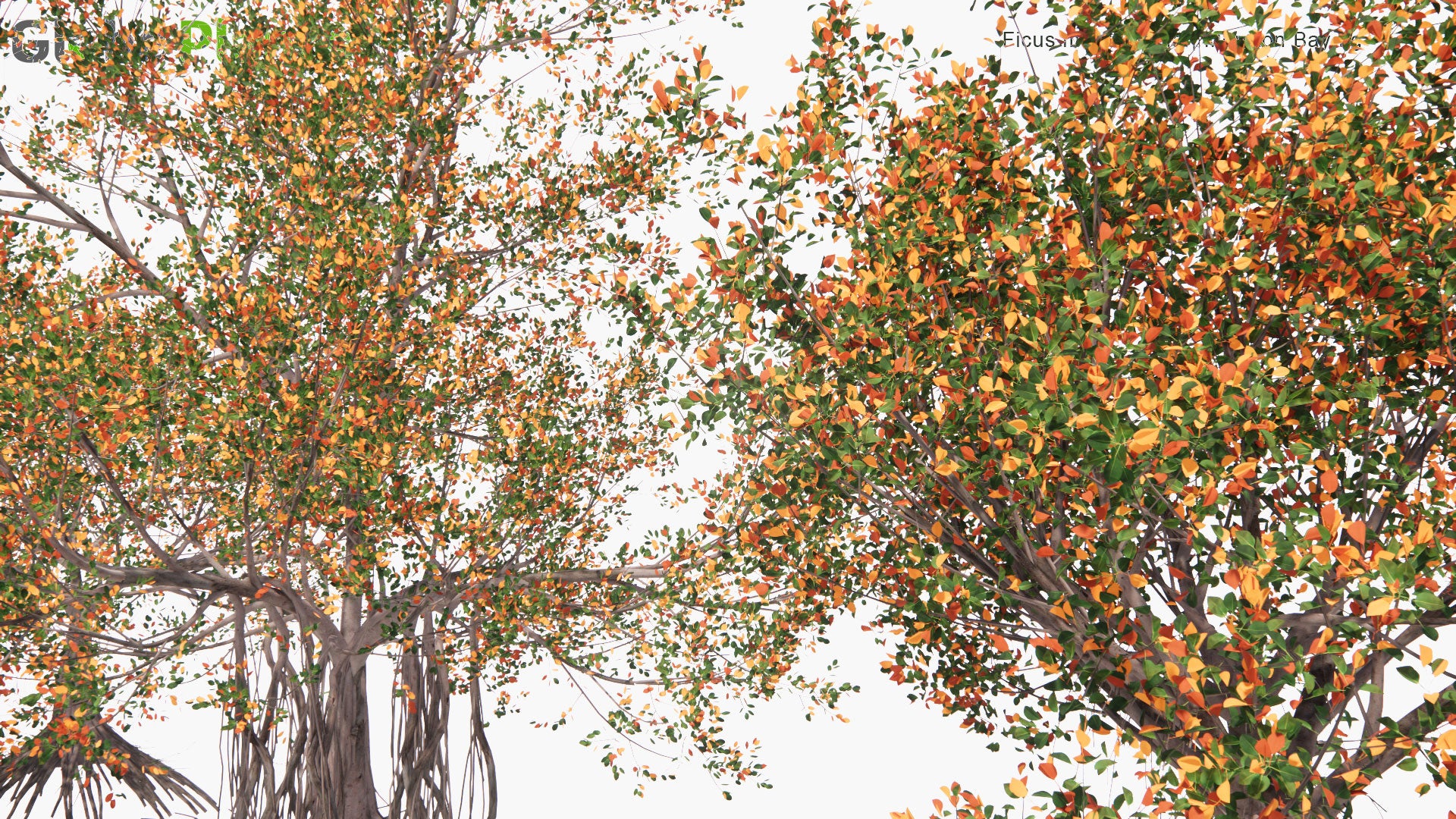 Low Poly Ficus Macrophylla - Moreton Bay Fig (3D Model)