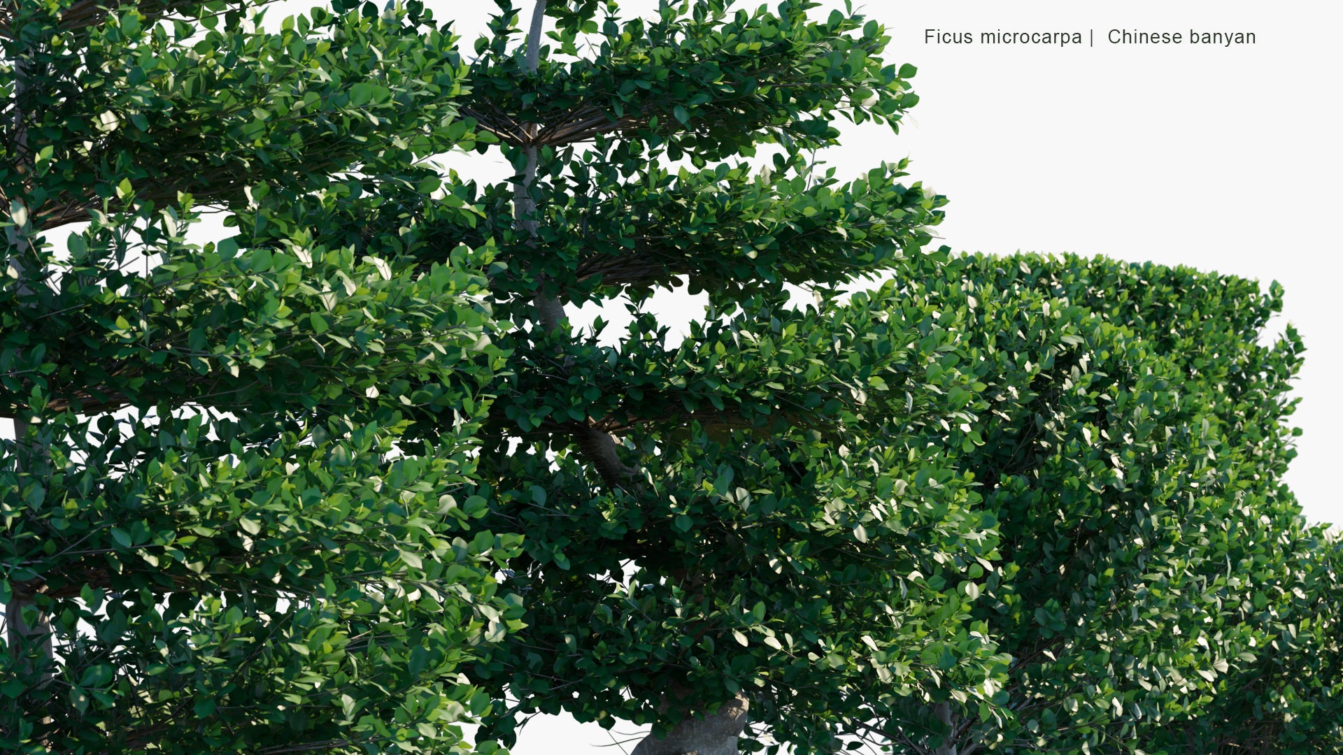 Low Poly Ficus Microcarpa - Chinese Banyan, Malayan Banyan, Indian Laurel, Curtain Fig, Gajumaru (3D Model)