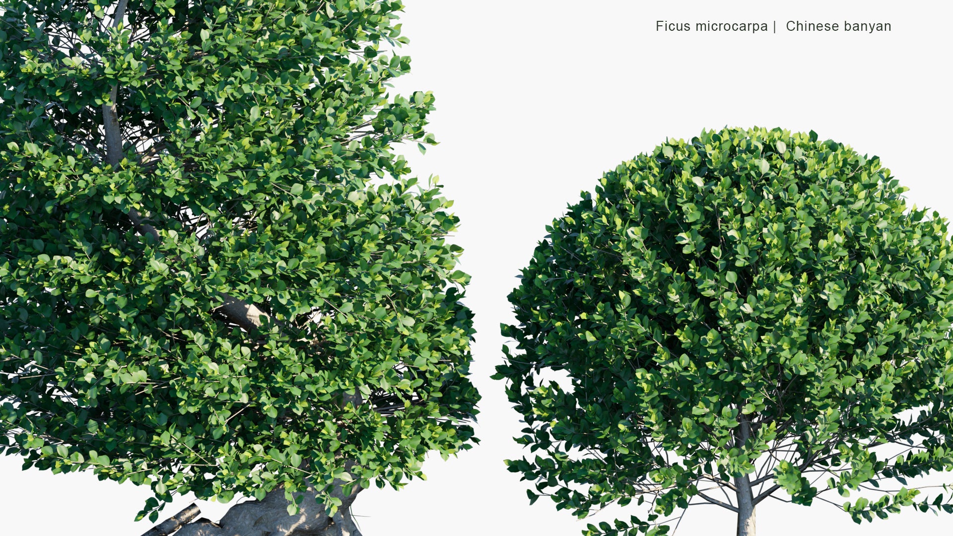 Low Poly Ficus Microcarpa - Chinese Banyan, Malayan Banyan, Indian Laurel, Curtain Fig, Gajumaru (3D Model)