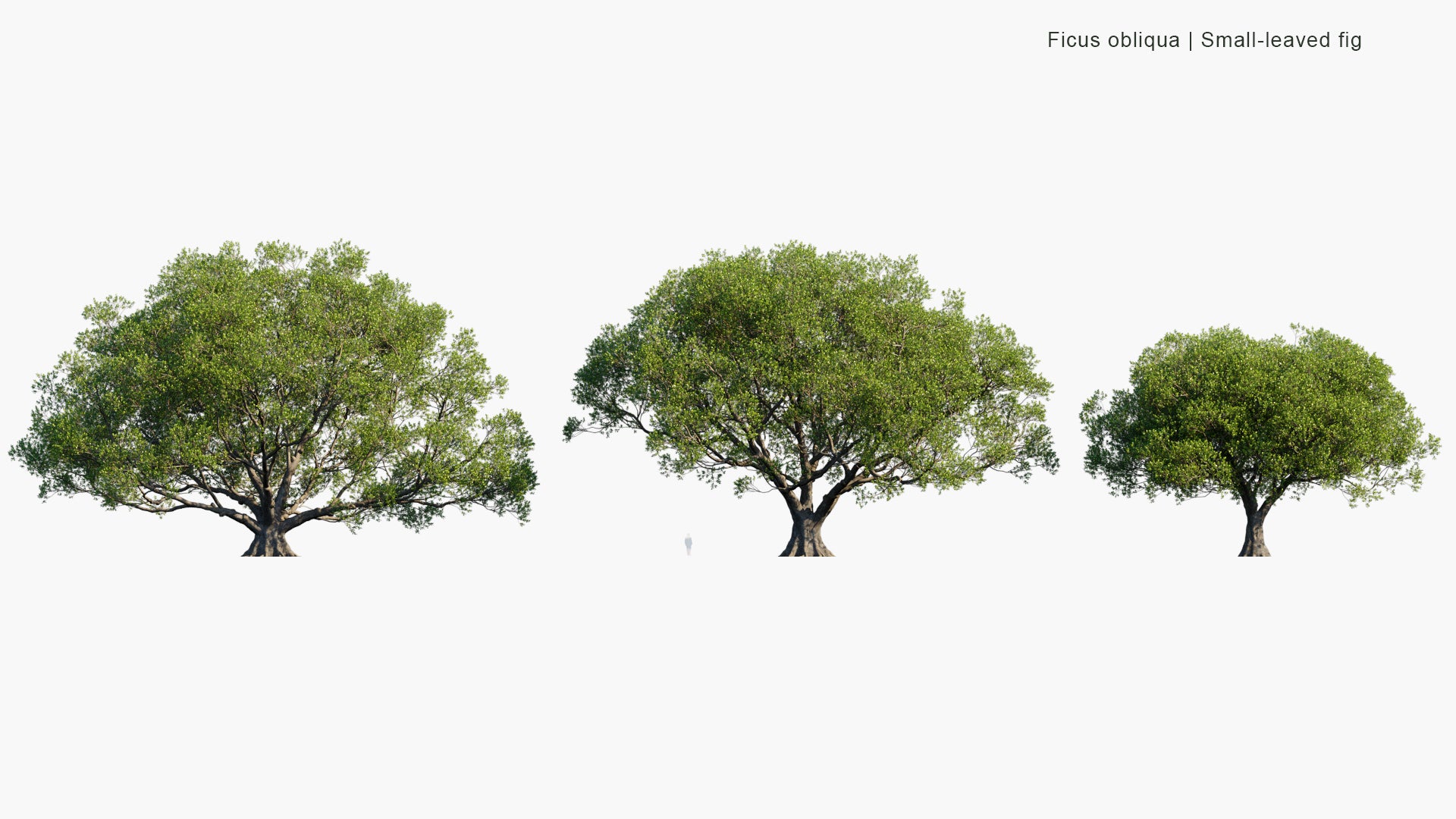 Ficus Obliqua 3D Model