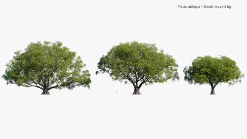 Ficus Obliqua