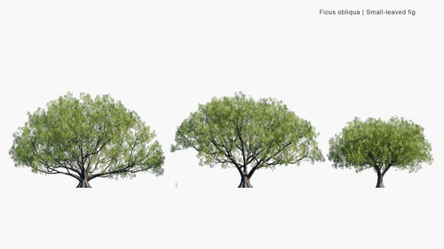 Ficus Obliqua 