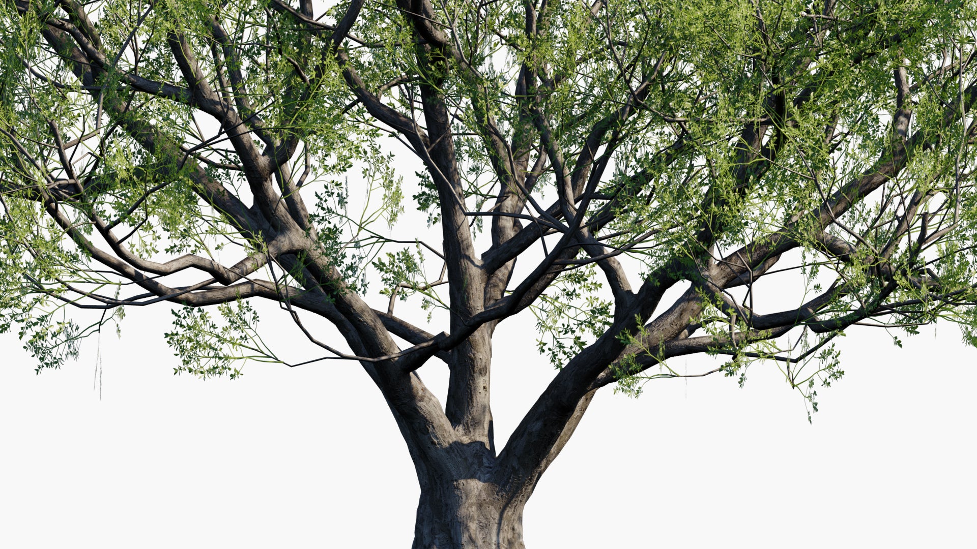 Low Poly Ficus Obliqua - Small-leaved Fig (3D Model)