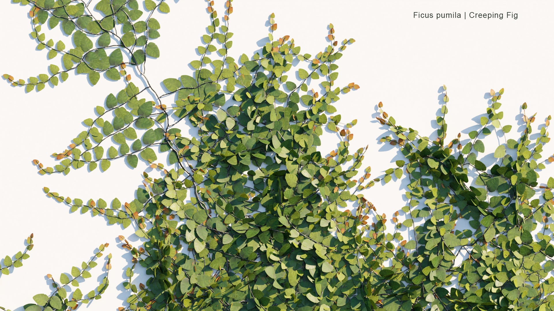 Low Poly Ficus Pumila - Creeping Fig (3D Model)