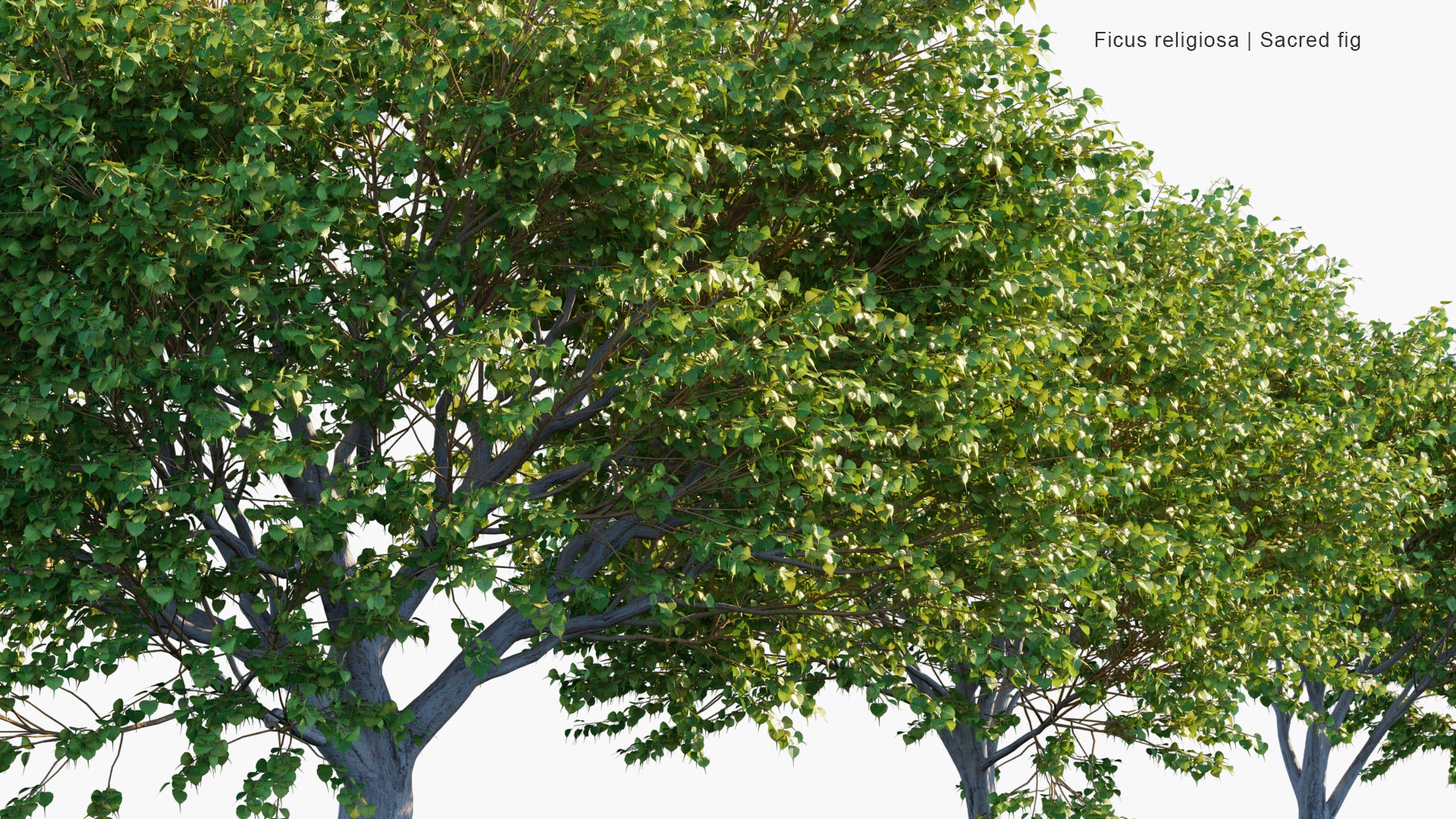 Ficus Religiosa - Sacred Fig, Peepul Tree, Ashvattha Tree, Bồ Đề (3D Model)