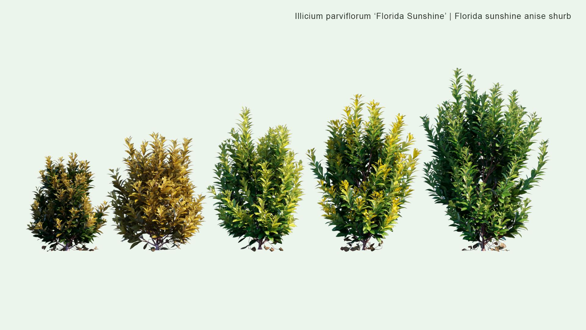 2D Illicium Parviflorum 'Florida Sunshine' - Florida Sunshine Anise Shrub