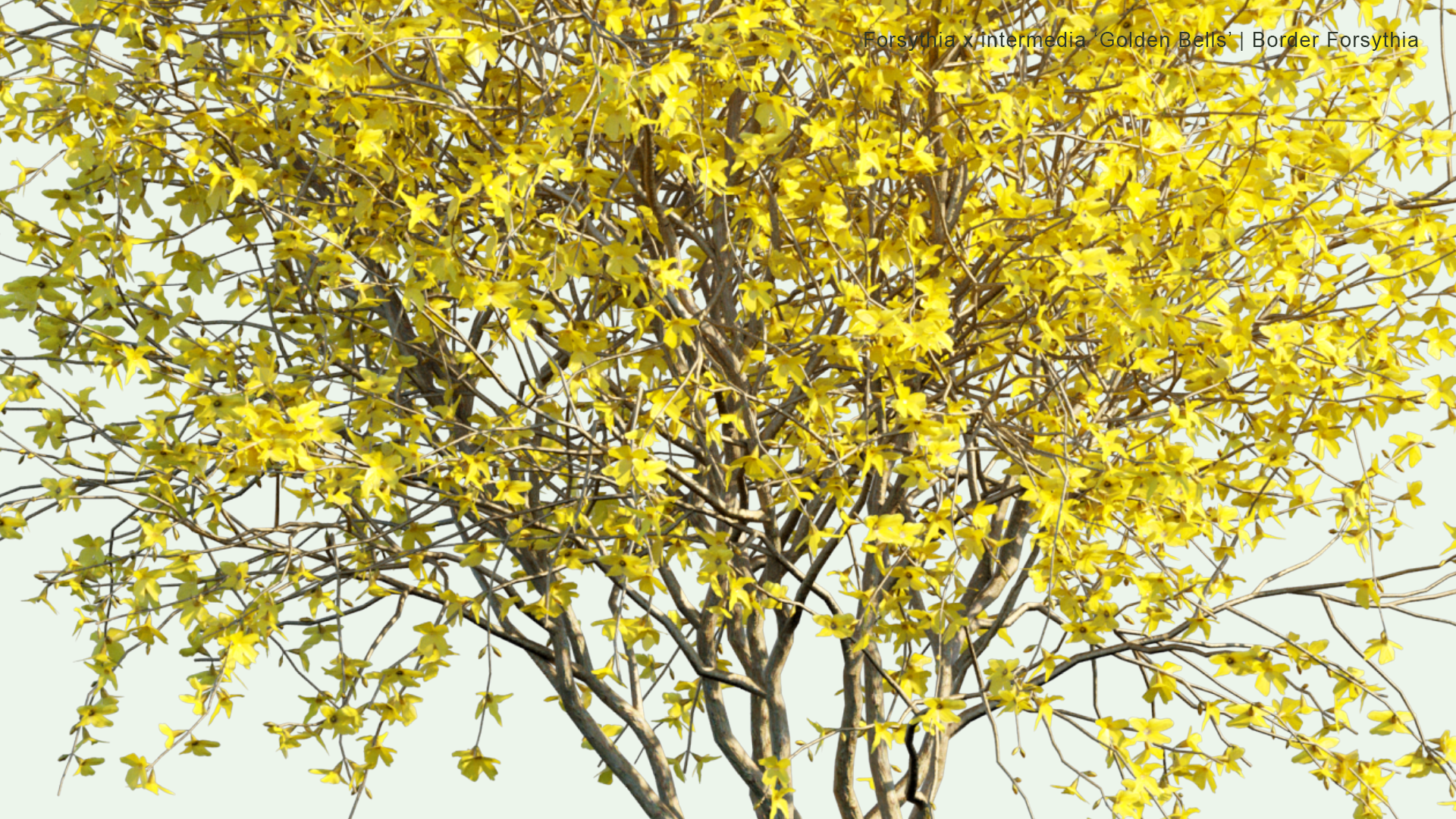 2D Forsythia x Intermedia 'Golden Bells' - Border Forsythia, Golden Bell