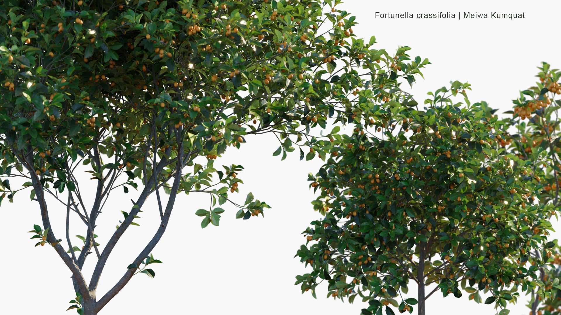 Fortunella Crassifolia - Meiwa Kumquat (3D Model)