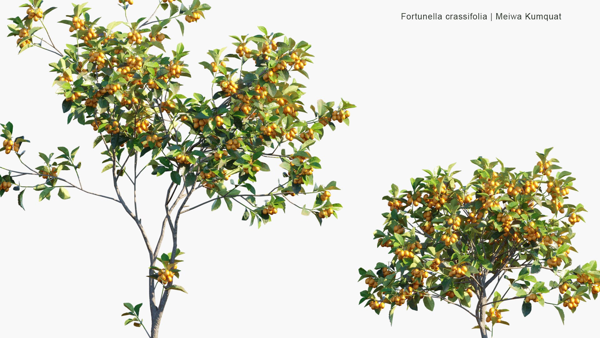 Fortunella Crassifolia - Meiwa Kumquat (3D Model)
