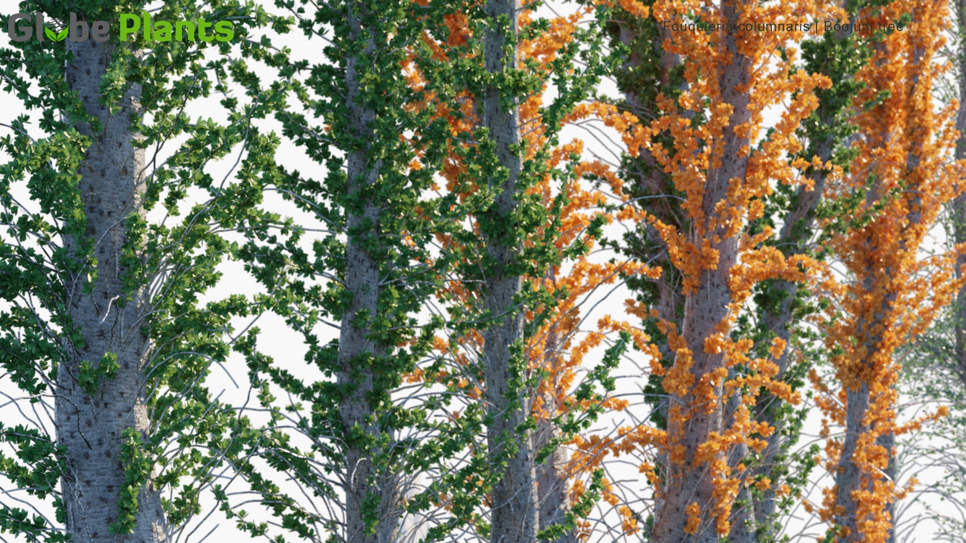 Low Poly Fouquieria Columnaris - Boojum Tree, Cirio (3D Model)