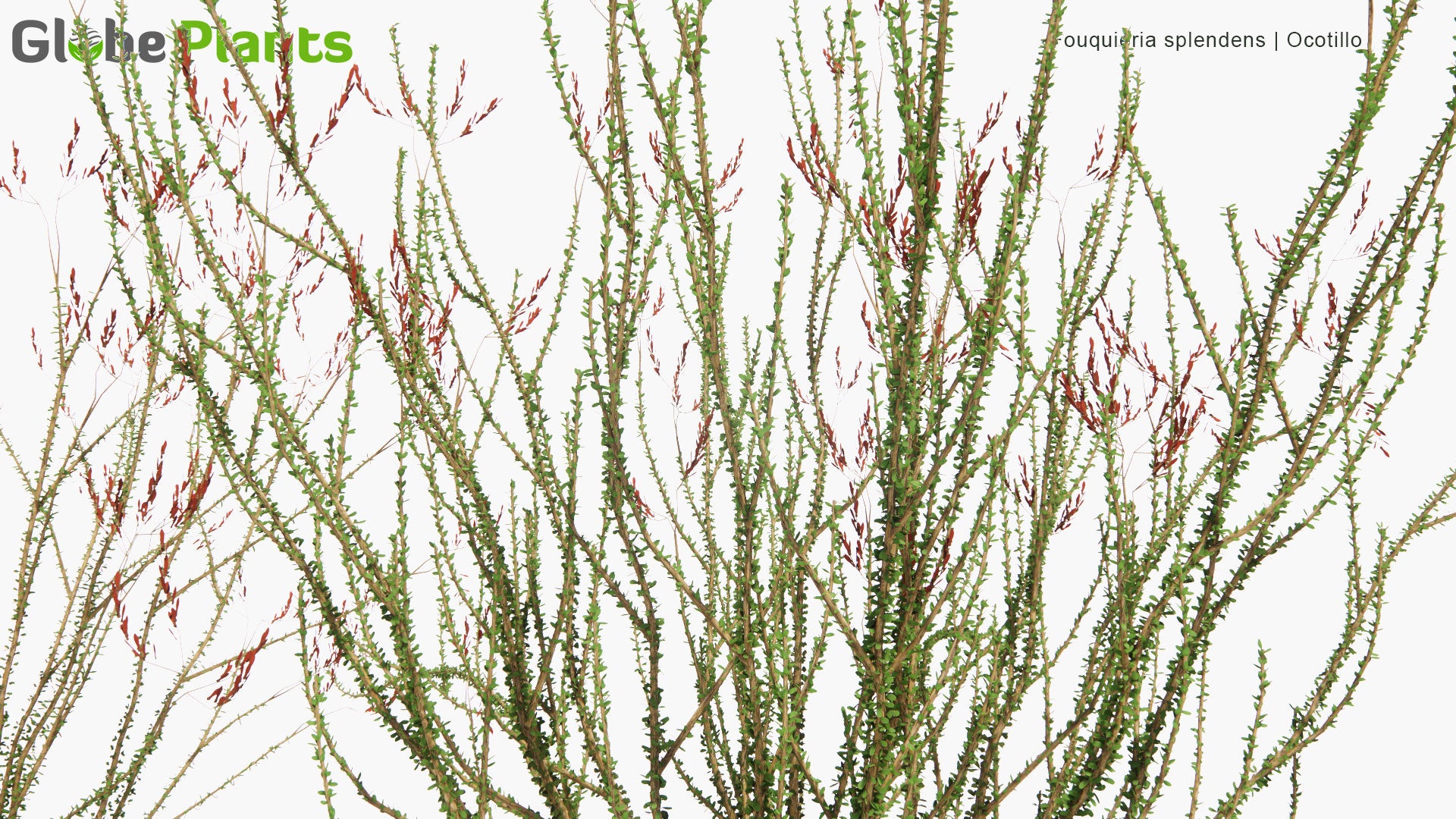 Low Poly Fouquieria Splendens - Ocotillo, Coachwhip, Candlewood, Slimwood, Desert Coral, Jacob's Staff, Jacob Cactus, Vine Cactus (3D Model)