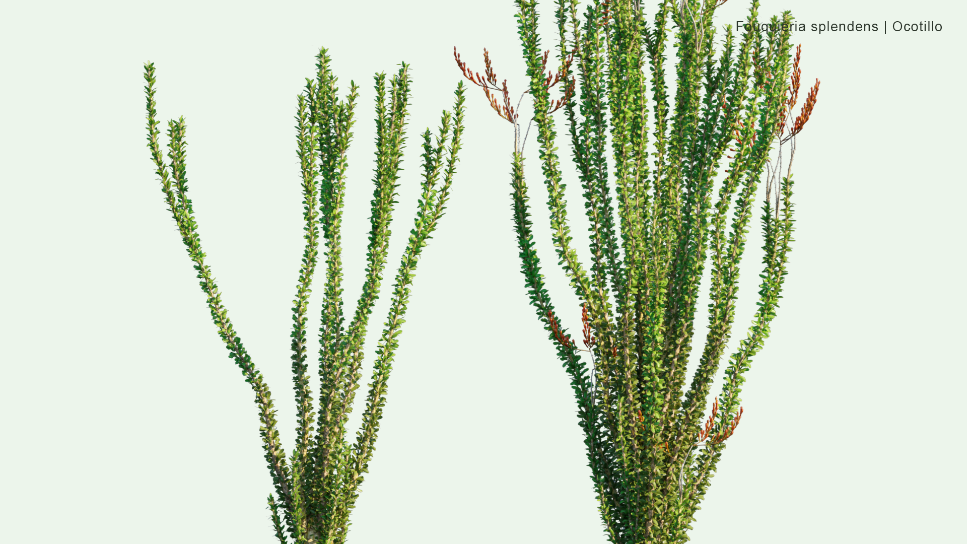 2D Fouquieria Splendens - Ocotillo, Coachwhip, Candlewood, Slimwood, Desert Coral, Jacob's Staff, Jacob Cactus, Vine Cactus