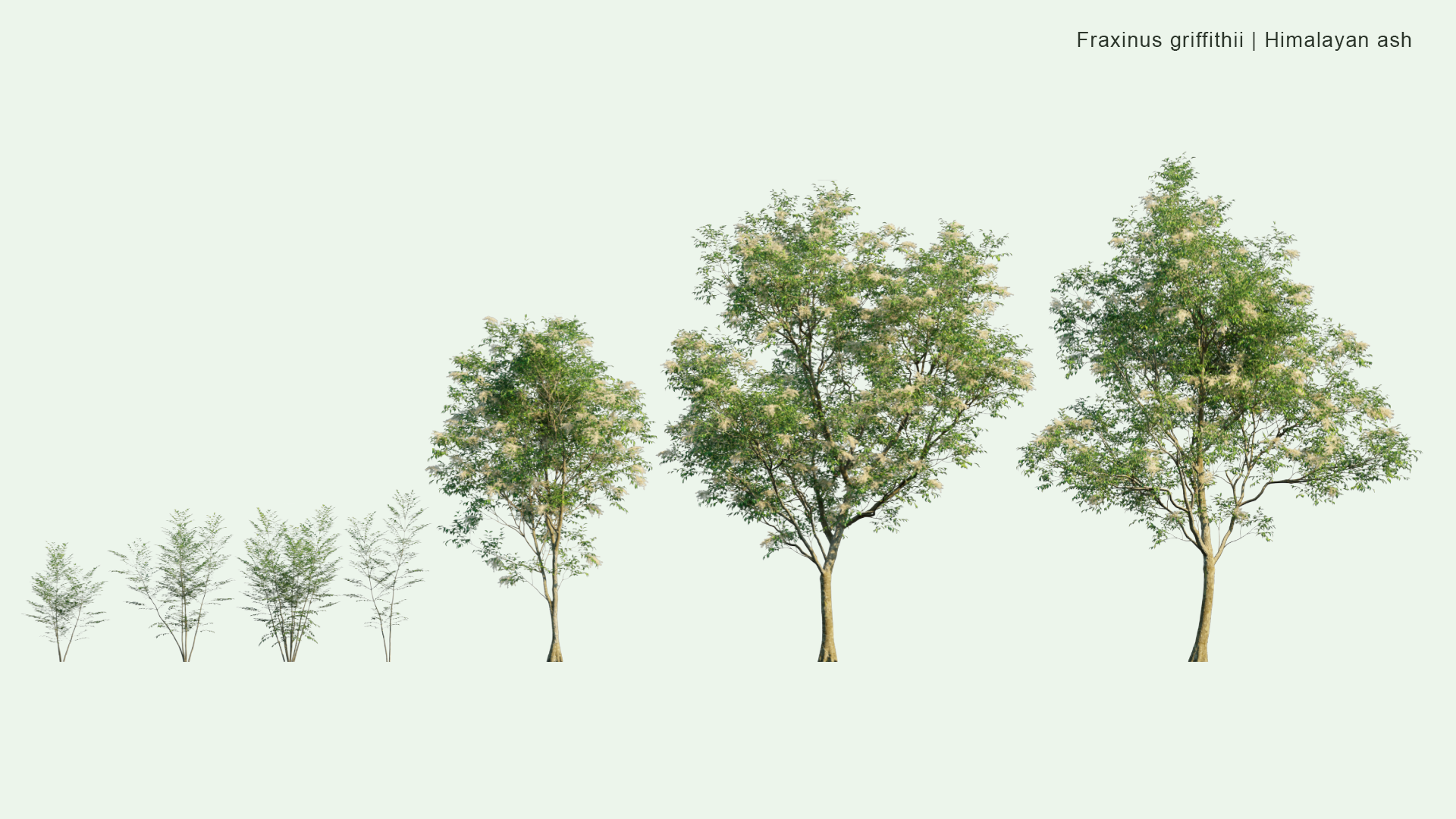2D Fraxinus Griffithii - Himalayan Ash, Evergreen Ash , シマトネリコ