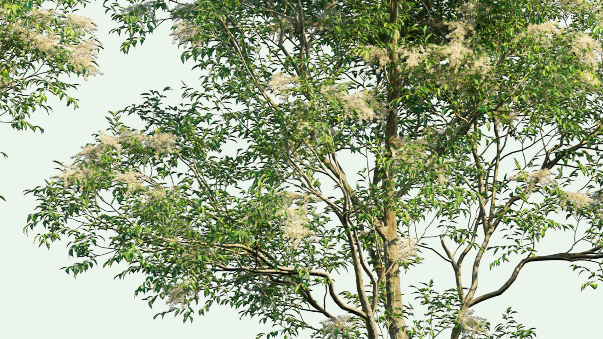 2D Fraxinus Griffithii - Himalayan Ash, Evergreen Ash , シマトネリコ