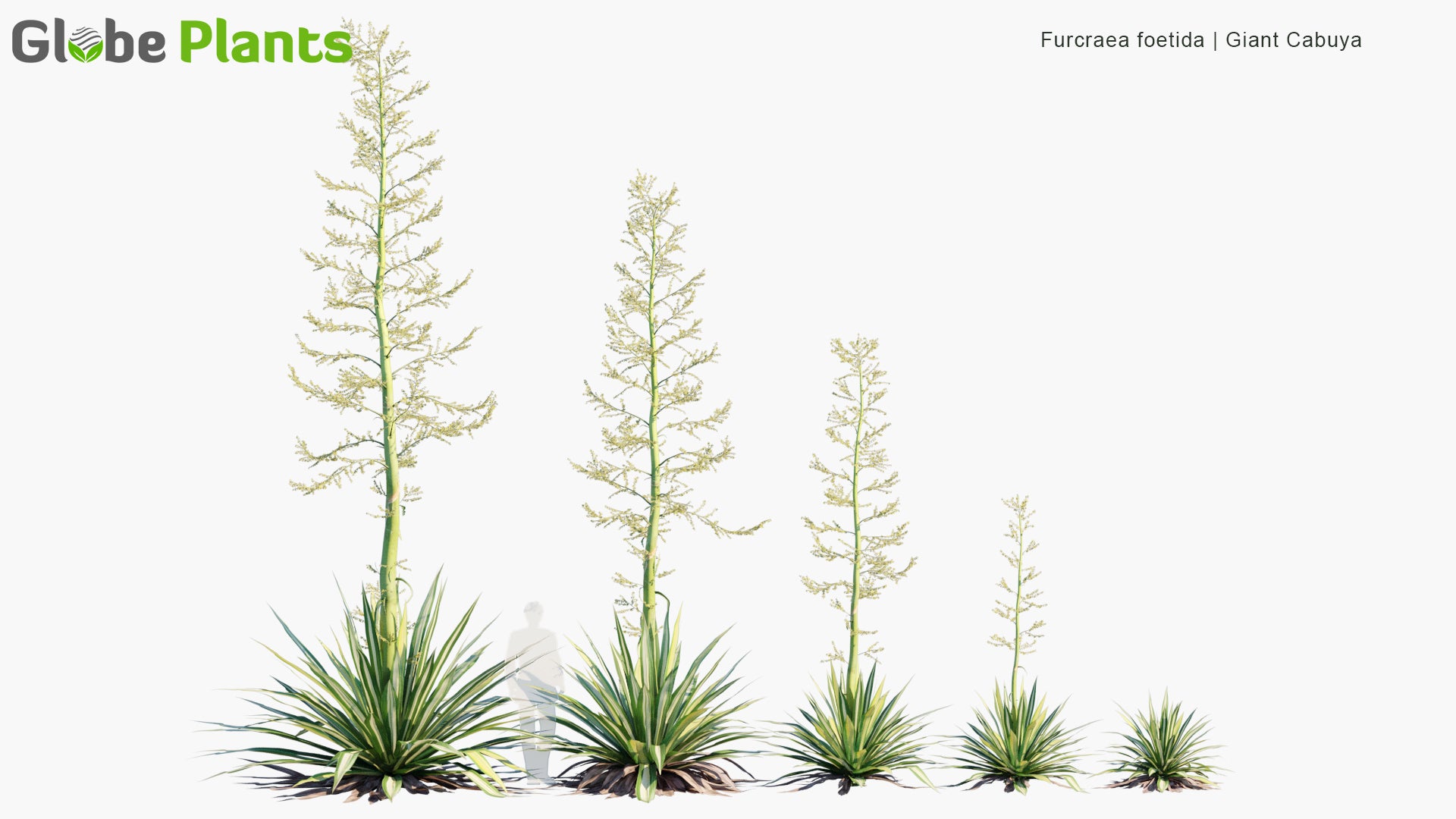 Low Poly Furcraea Foetida - Giant Cabuya, Green-Aloe, Mauritius-Hemp (3D Model)