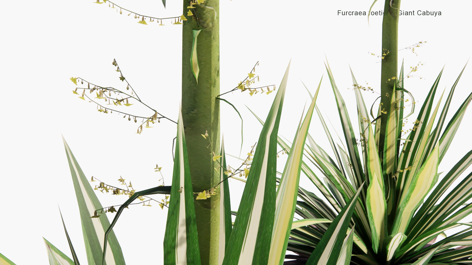 Low Poly Furcraea Foetida - Giant Cabuya, Green-Aloe, Mauritius-Hemp (3D Model)