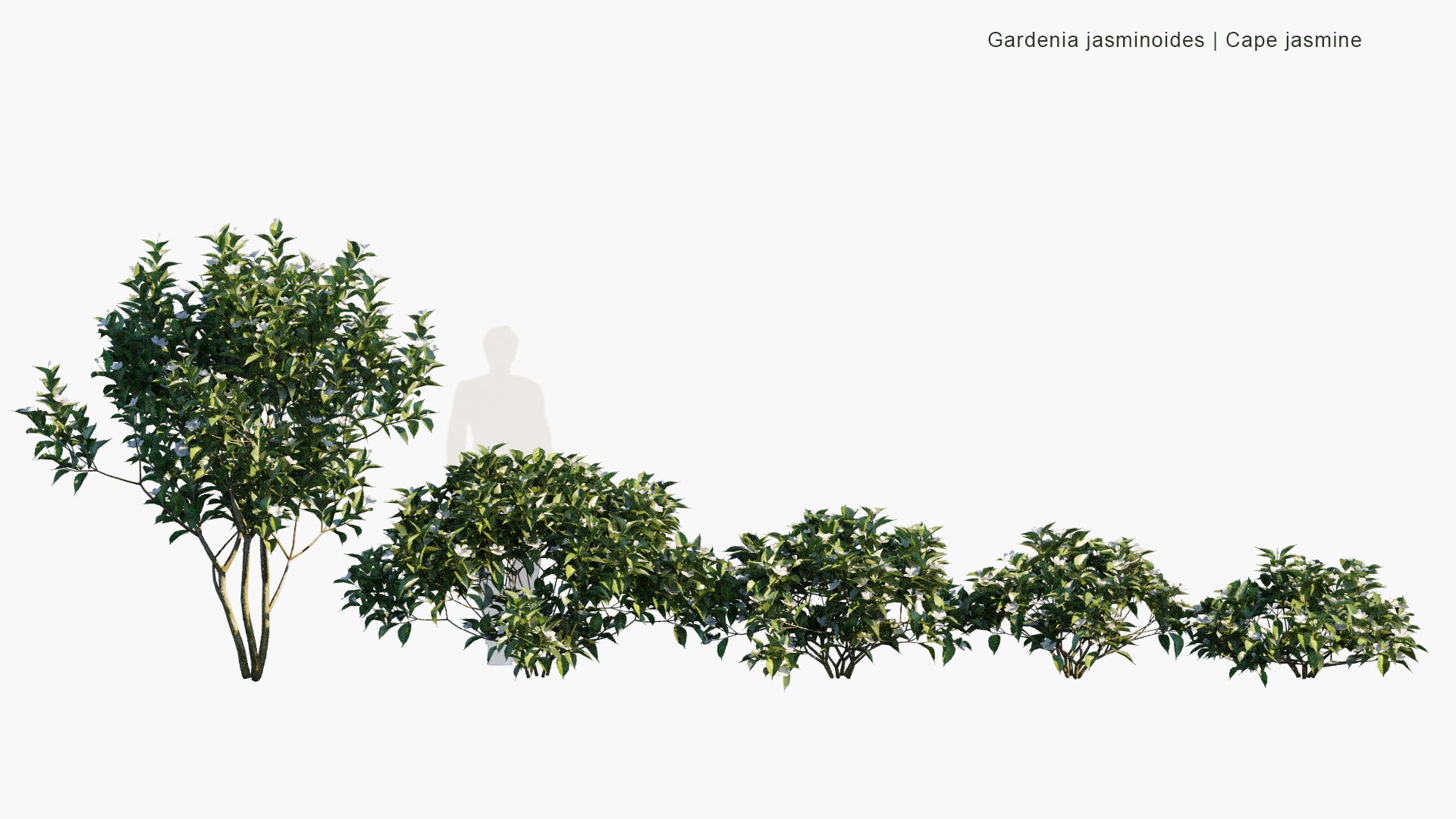 Low Poly Gardenia Jasminoides - Cape Jasmine (3D Model)