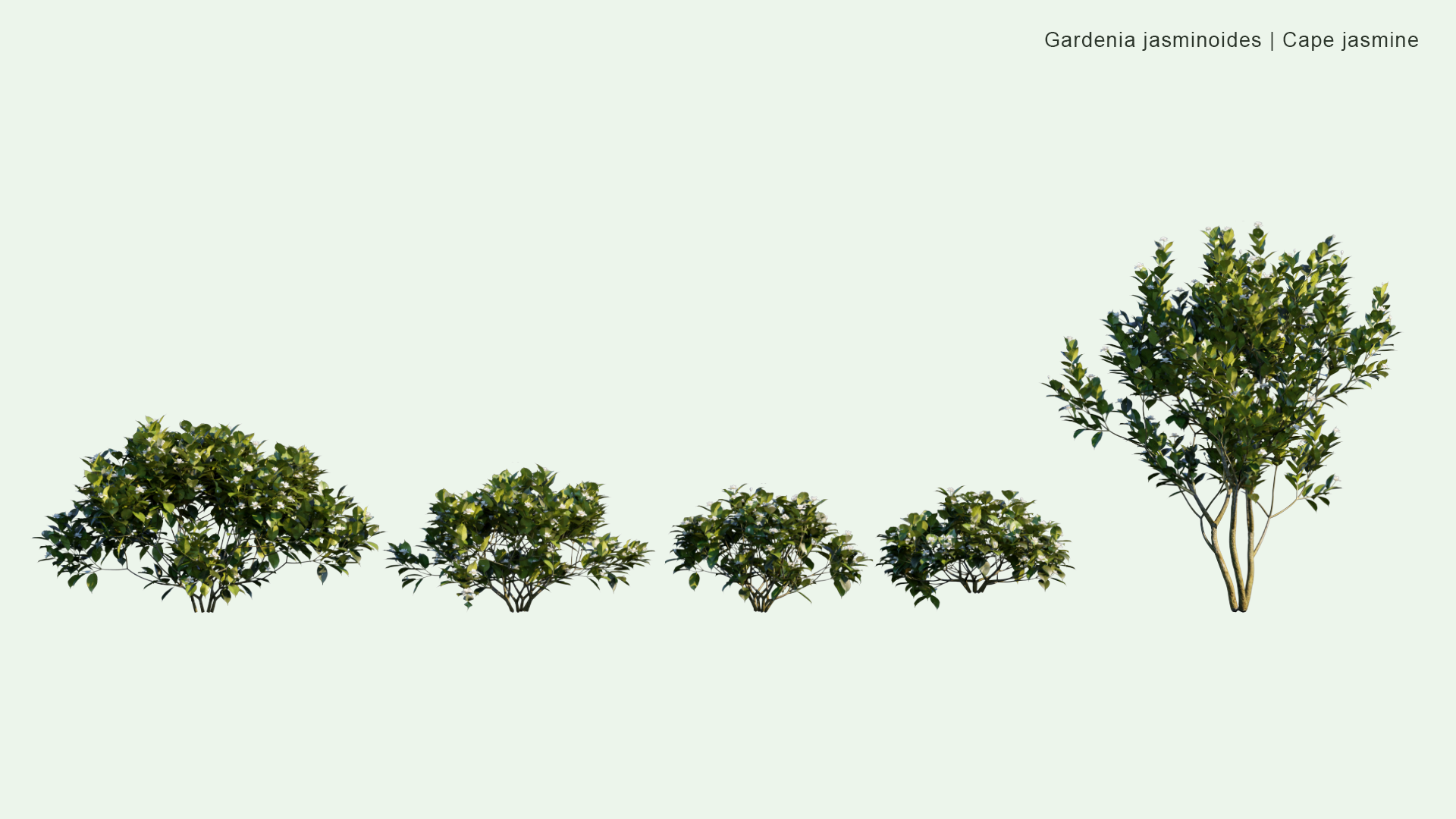 2D Gardenia Jasminoides - Cape Jasmine