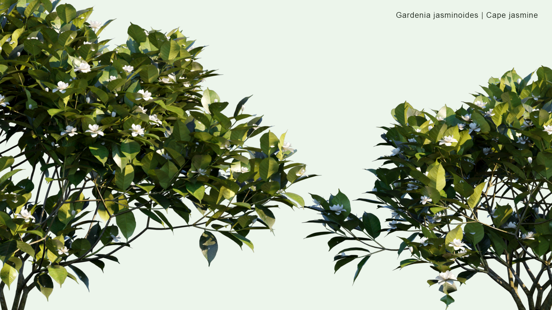 2D Gardenia Jasminoides - Cape Jasmine