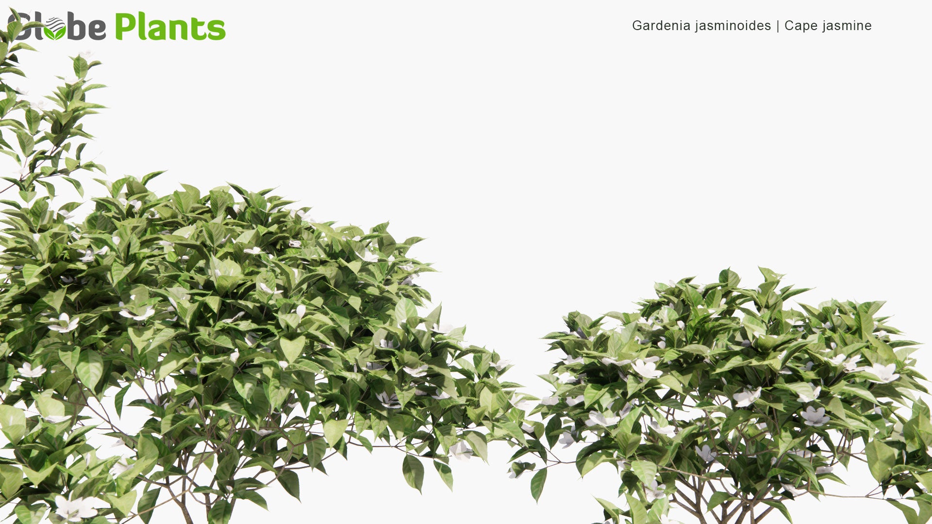 Low Poly Gardenia Jasminoides - Cape Jasmine (3D Model)