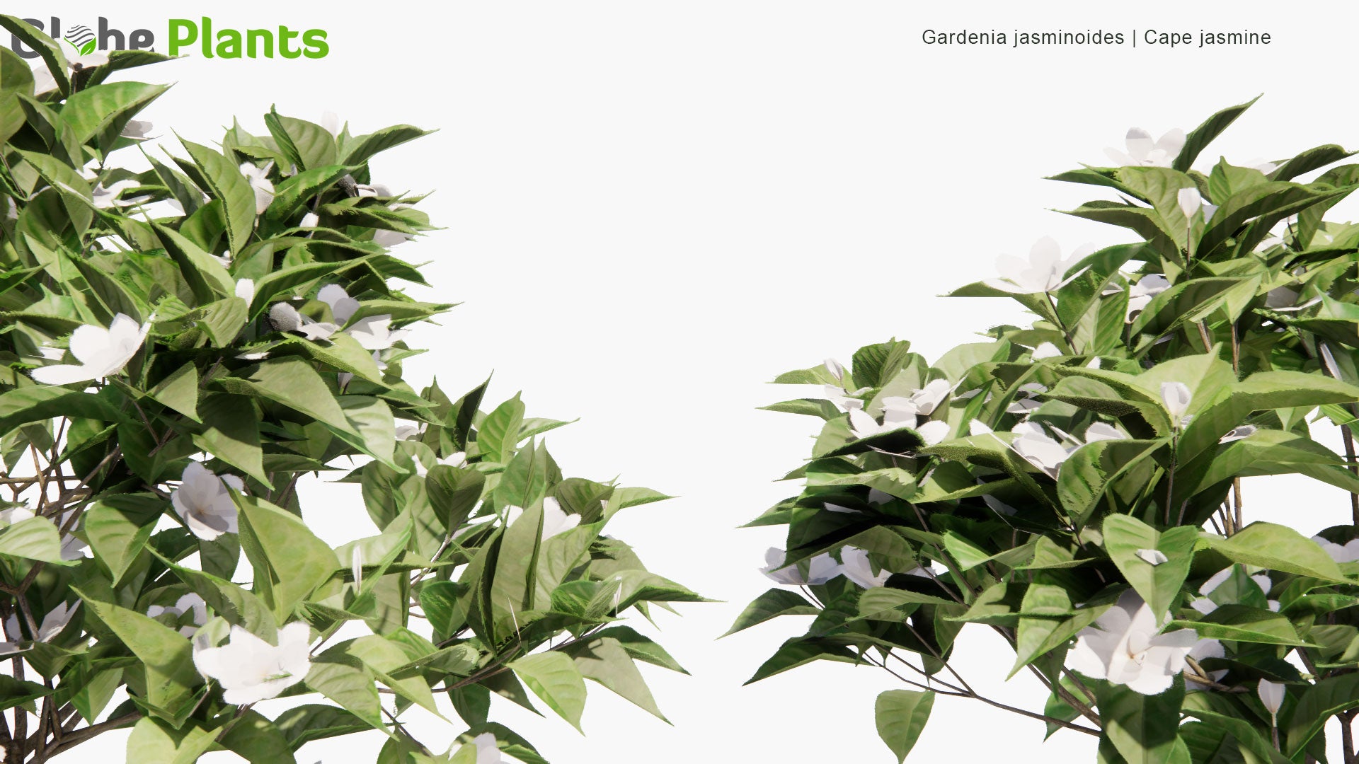 Low Poly Gardenia Jasminoides - Cape Jasmine (3D Model)