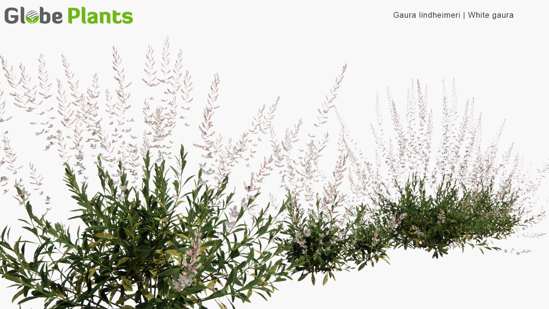 Low Poly Gaura Lindheimeri - Lindheimer's Beeblossom, White Gaura, Lindheimer's Clockweed, Indian Feather (3D Model)