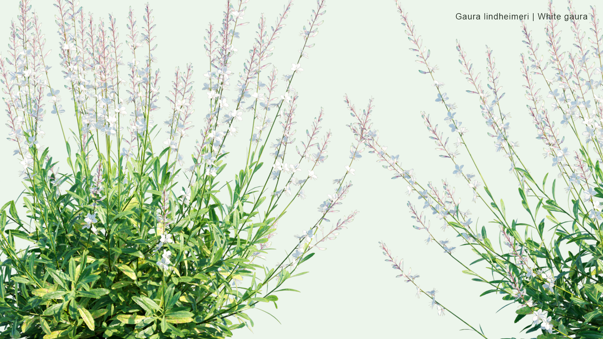 2D Gaura Lindheimeri - Lindheimer's Beeblossom, White Gaura, Lindheimer's Clockweed, Indian Feather