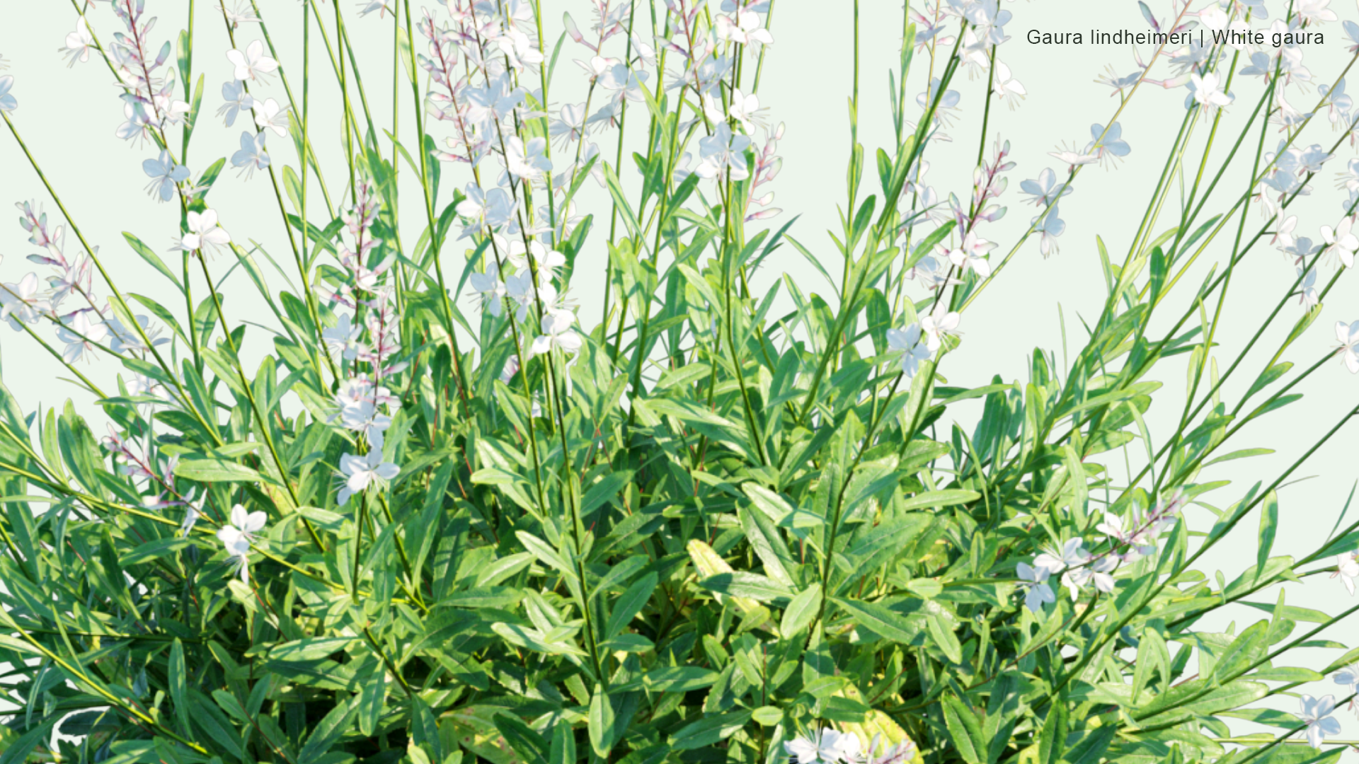 2D Gaura Lindheimeri - Lindheimer's Beeblossom, White Gaura, Lindheimer's Clockweed, Indian Feather